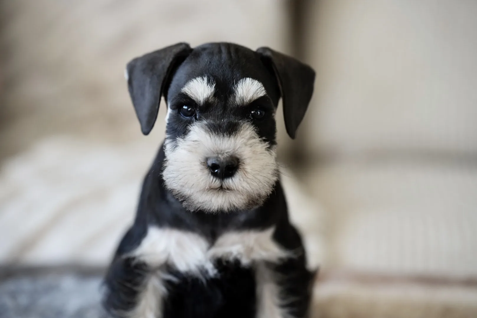 Snowflake Schnauzers miniature schnauzer