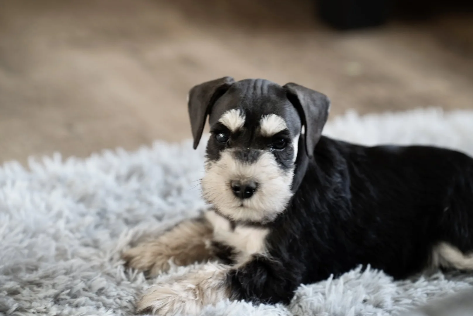 Snowflake Schnauzers miniature schnauzer