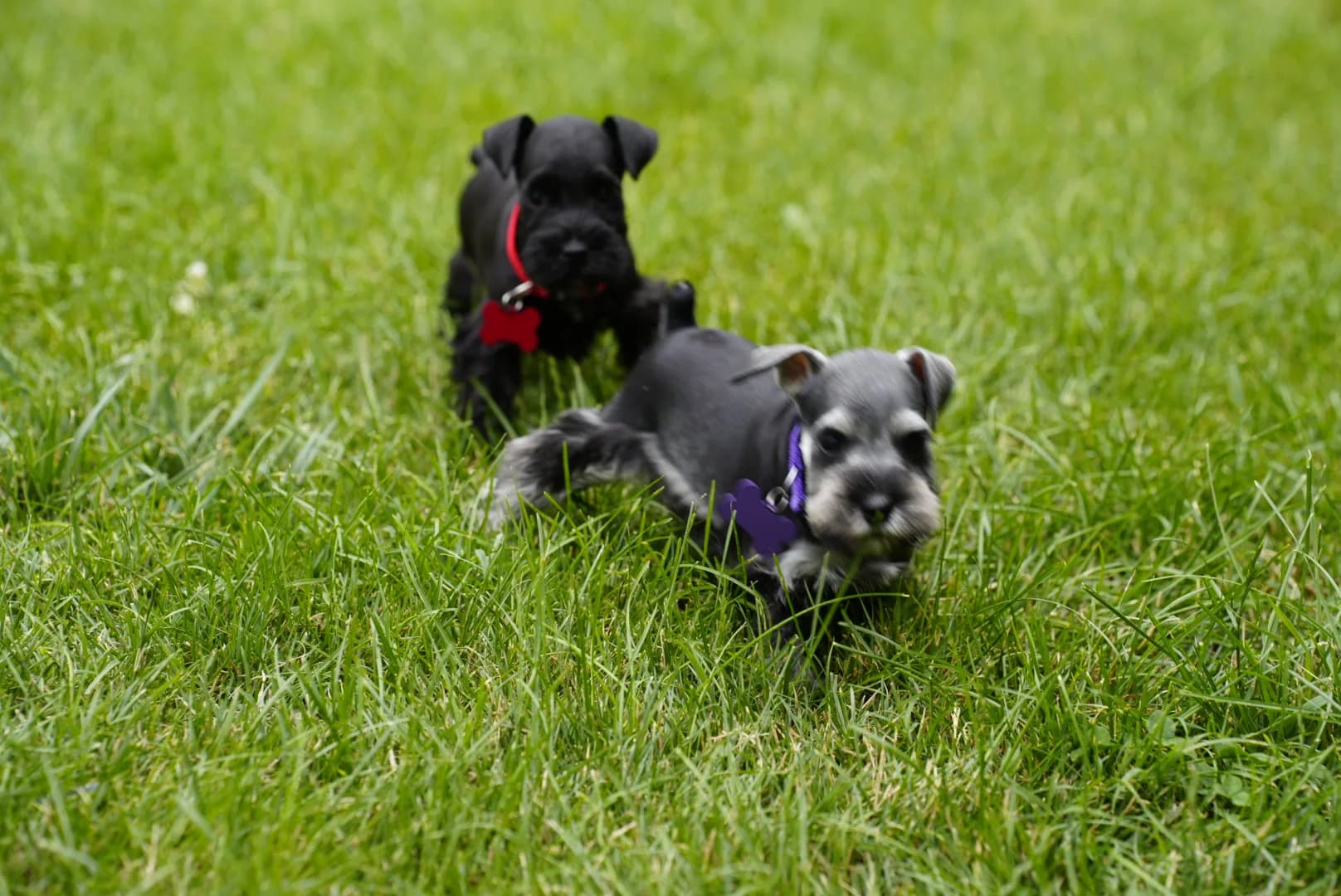 Snowflake Schnauzers miniature schnauzer