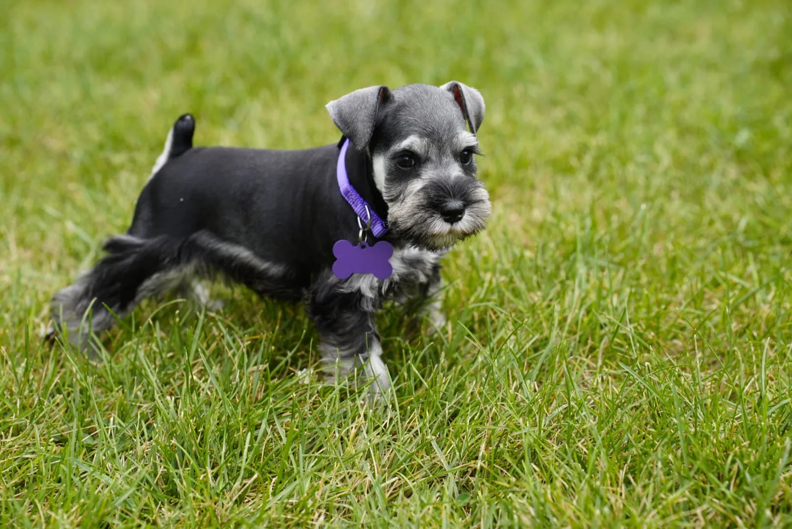 Snowflake Schnauzers miniature schnauzer