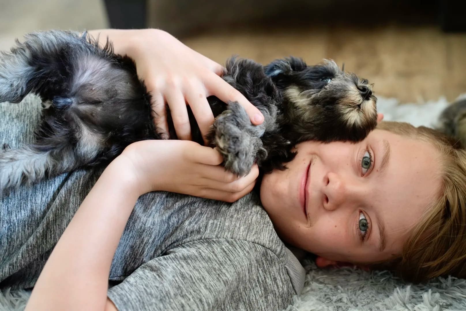 A boy lying on the rug with his miniature schnauzer puppies
