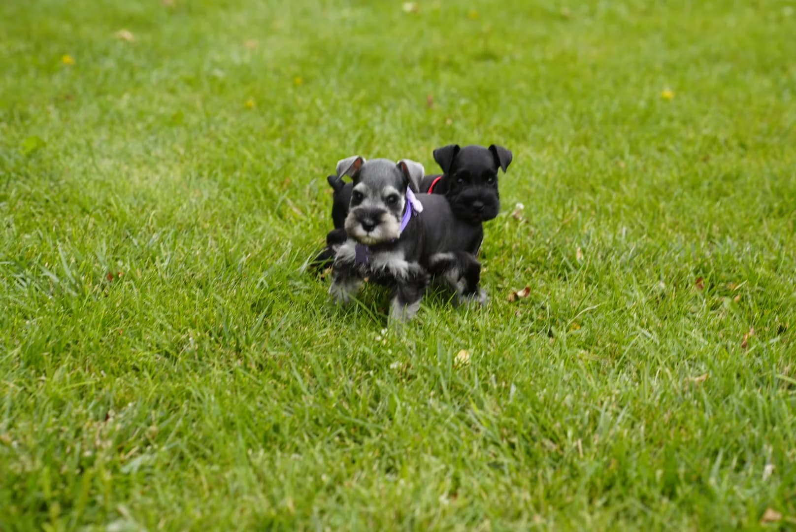 Snowflake Schnauzers miniature schnauzer