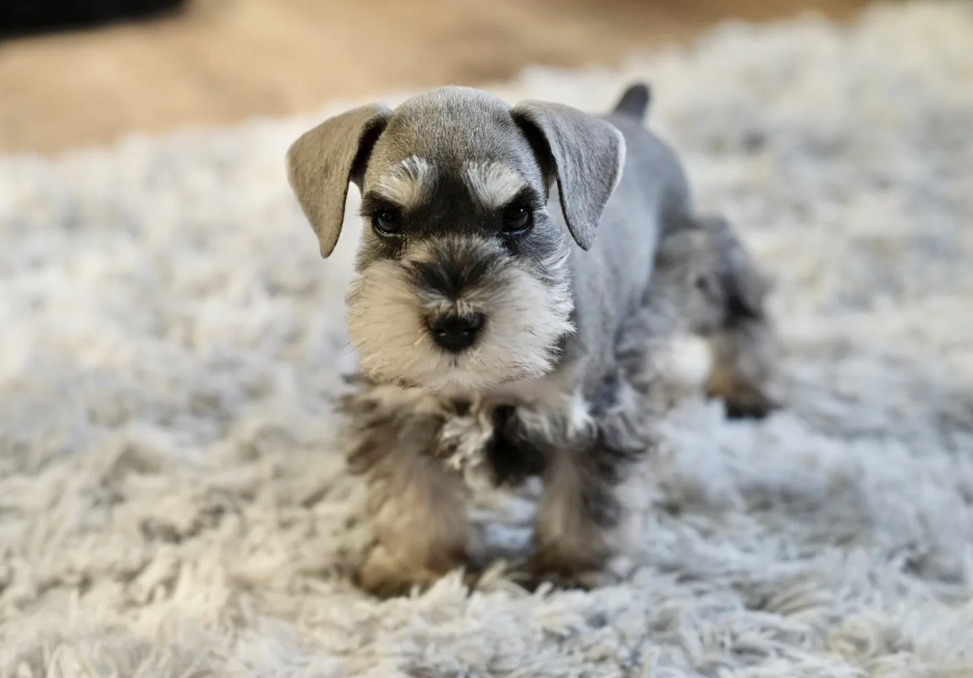 Miniature schnauzer puppy on a soft grey rug