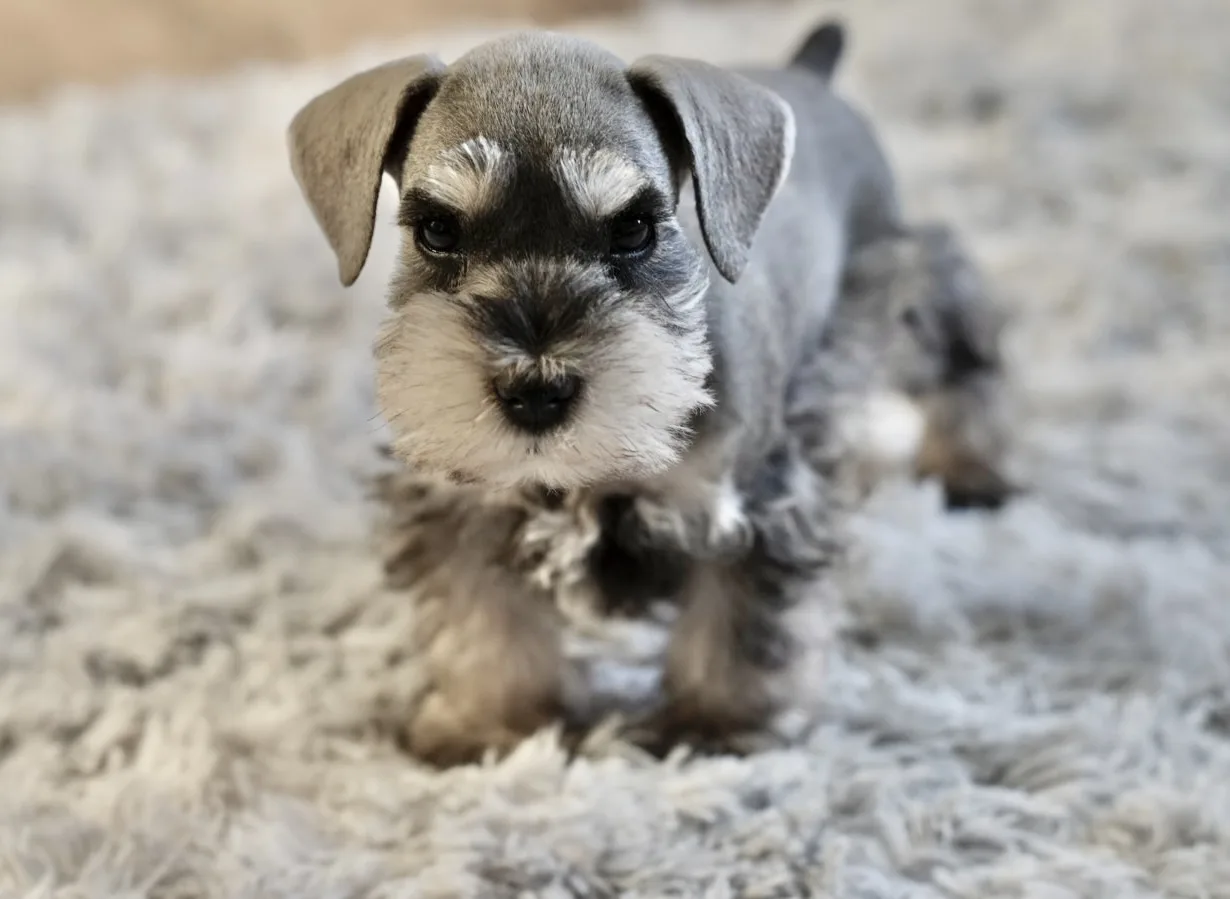 Snowflake Schnauzers miniature schnauzer