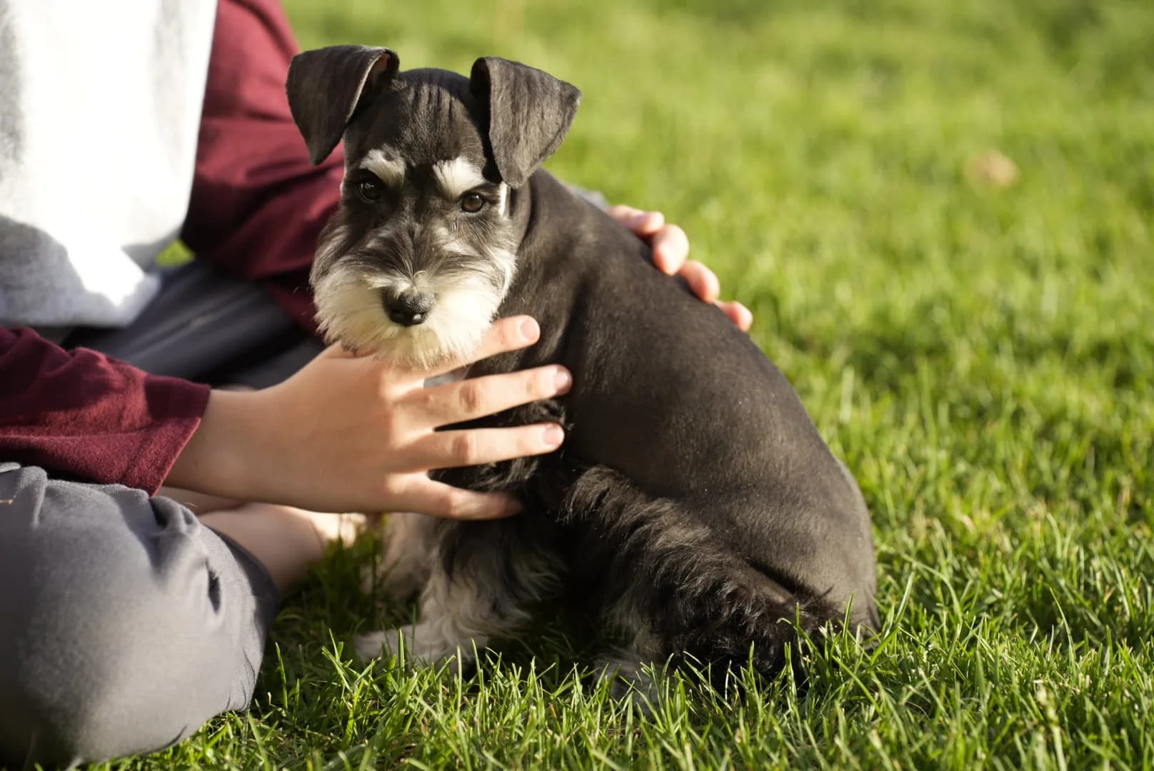 Snowflake Schnauzers miniature schnauzer