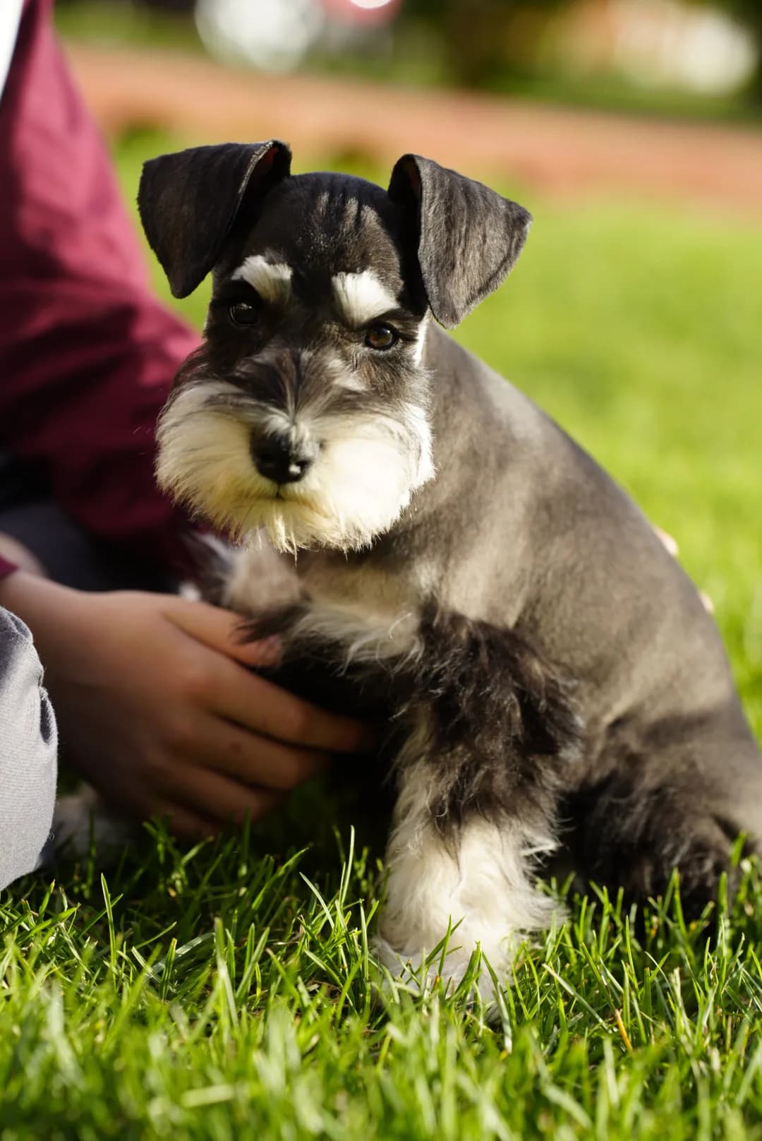 Snowflake Schnauzers miniature schnauzer