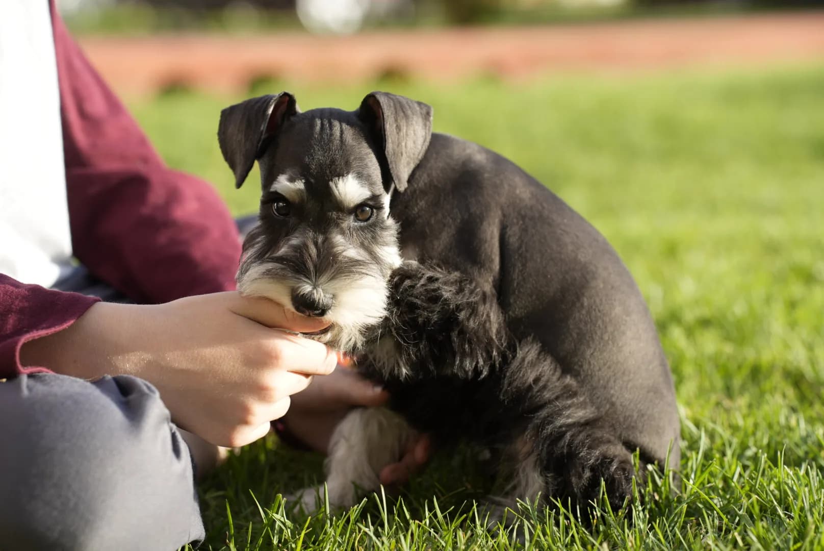 Snowflake Schnauzers miniature schnauzer