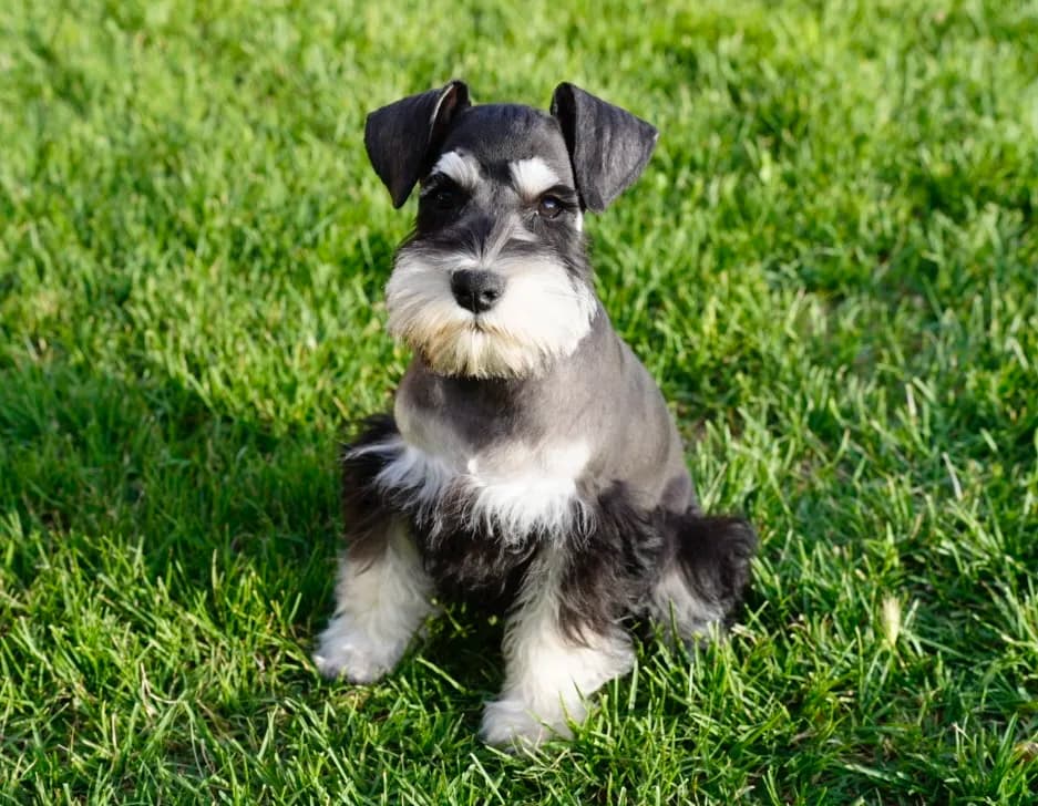 Snowflake Schnauzers miniature schnauzer