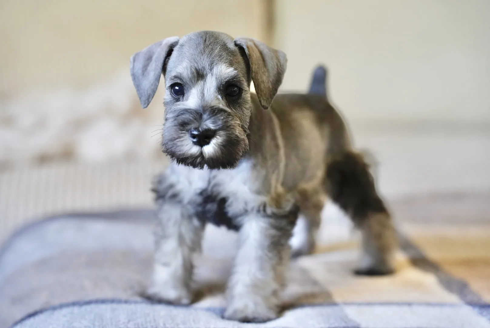 A miniature schnauzer puppy standing on the bed, ready to come home