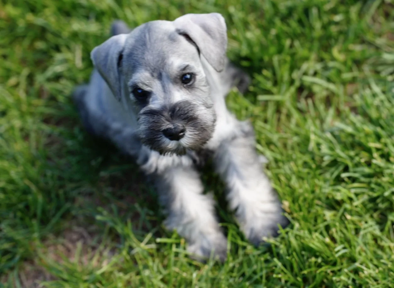Snowflake Schnauzers miniature schnauzer
