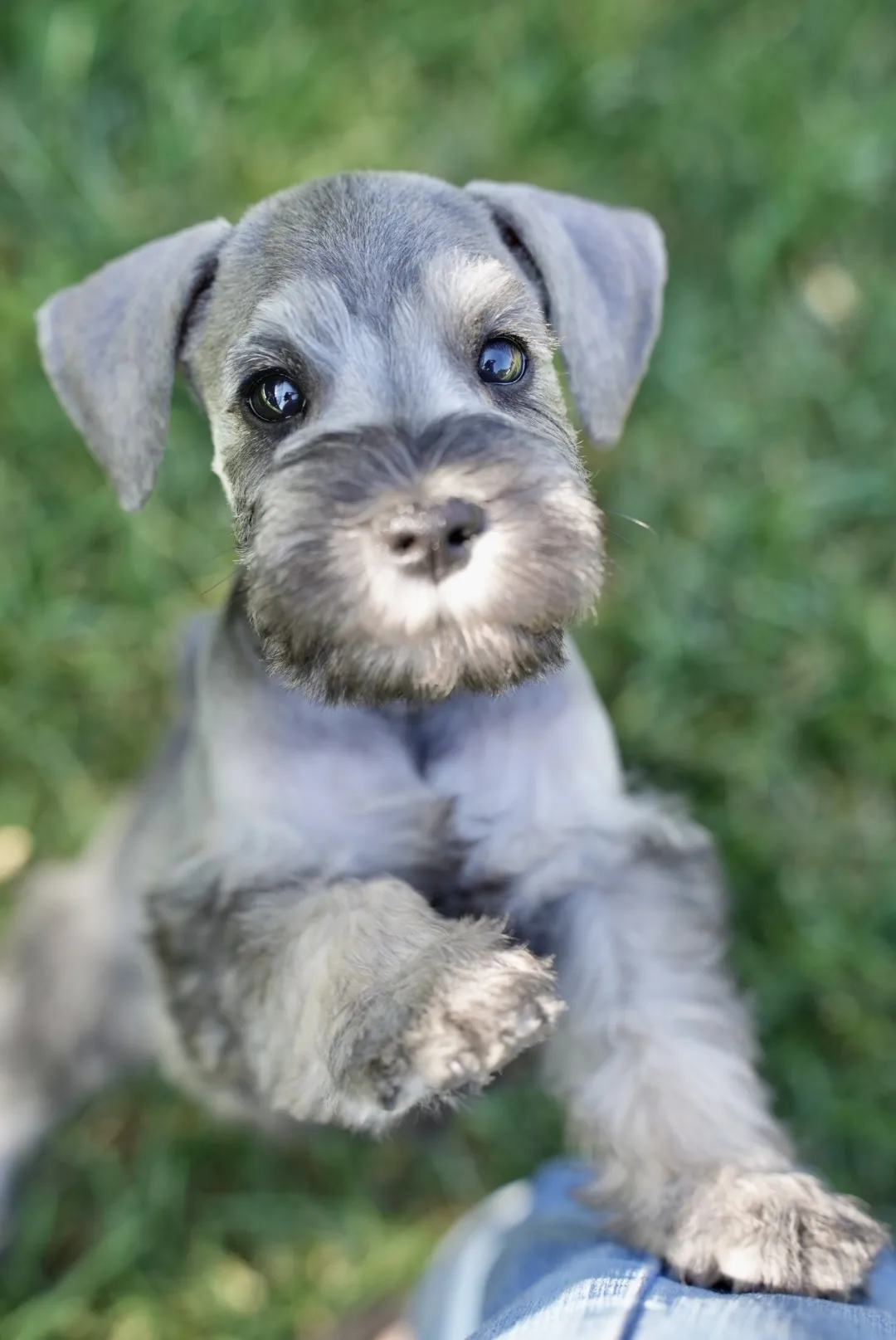 Miniature schnauzer puppy reaching up