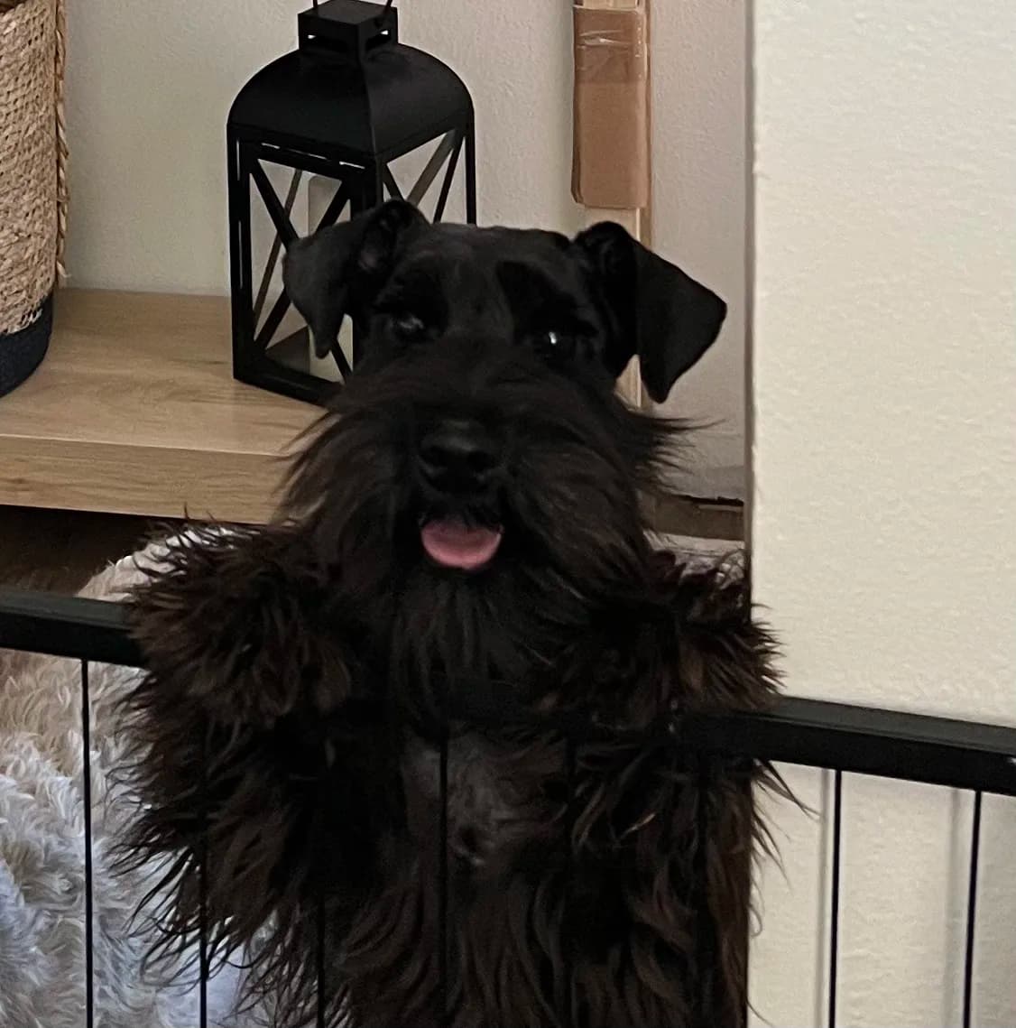 Snowflake Schnauzers miniature schnauzer