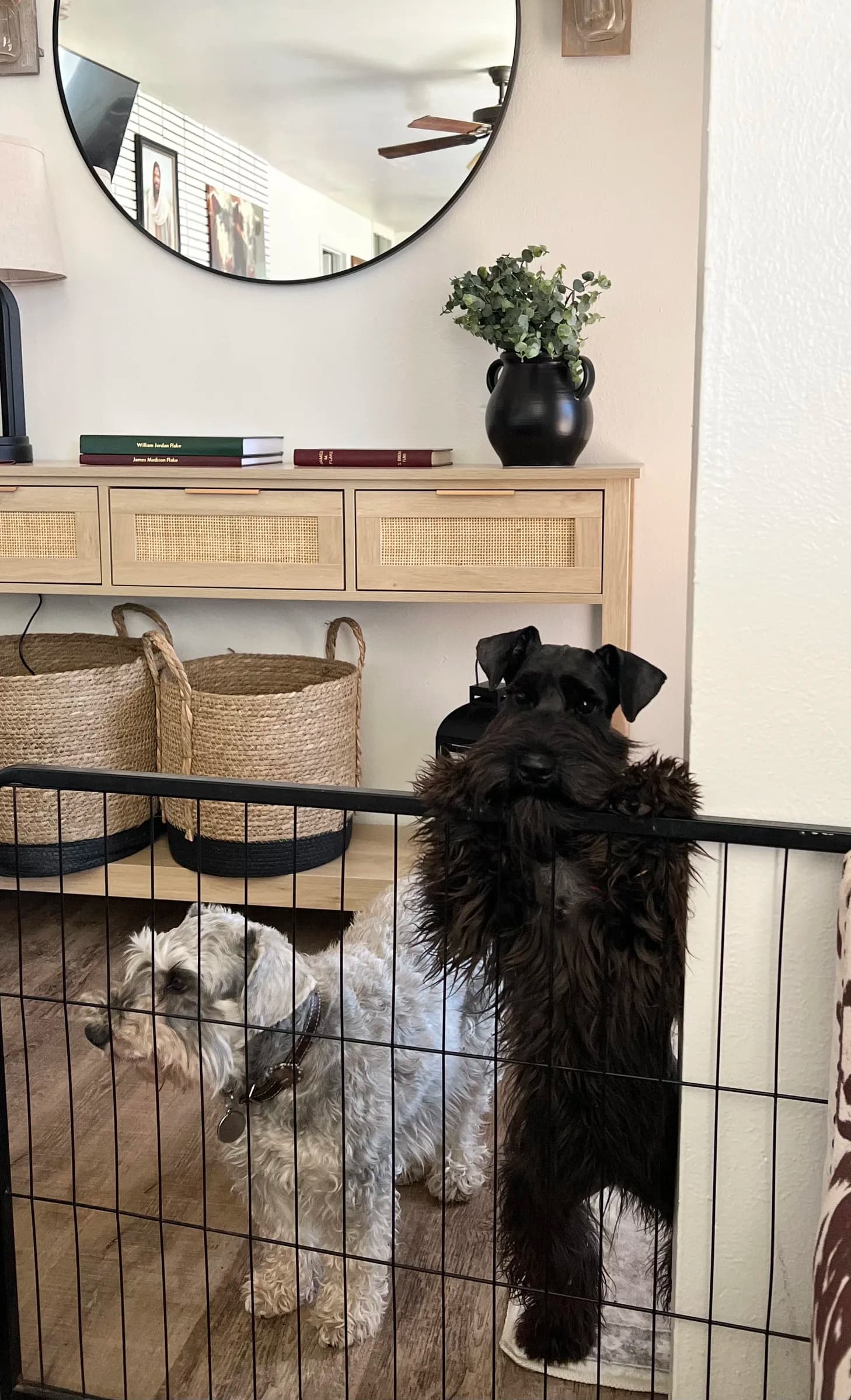 Snowflake Schnauzers miniature schnauzer