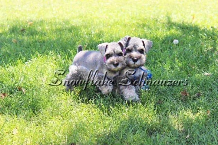 Two miniature schnauzer puppies on the lawn