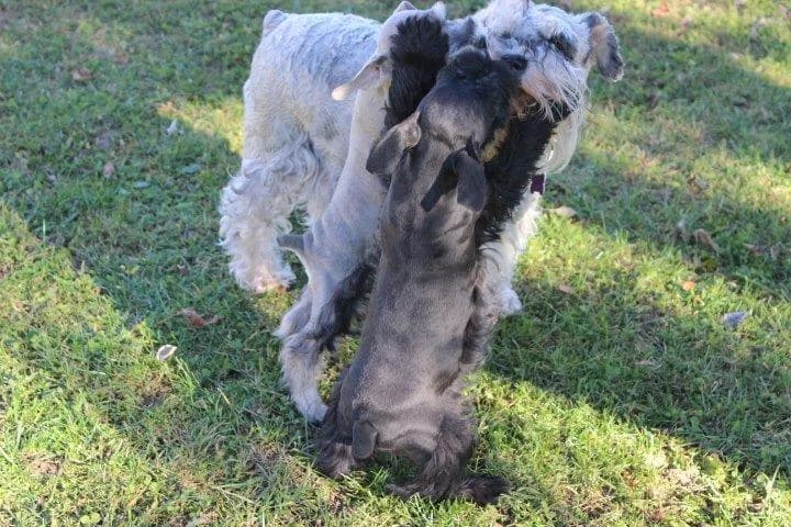 Snowflake Schnauzers miniature schnauzer