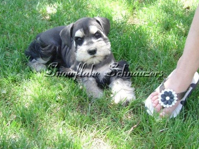 Snowflake Schnauzers miniature schnauzer