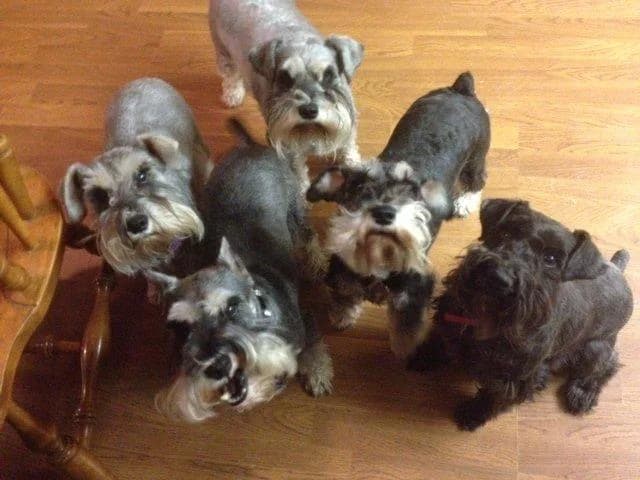 Snowflake Schnauzers miniature schnauzer