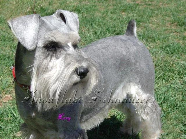 Snowflake Schnauzers miniature schnauzer