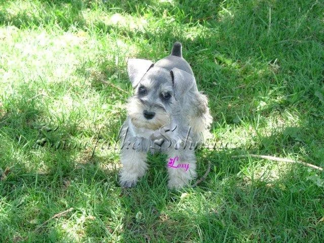 Snowflake Schnauzers miniature schnauzer