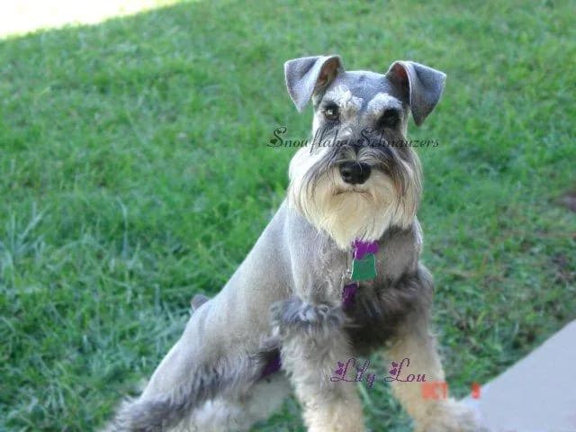 Snowflake Schnauzers miniature schnauzer