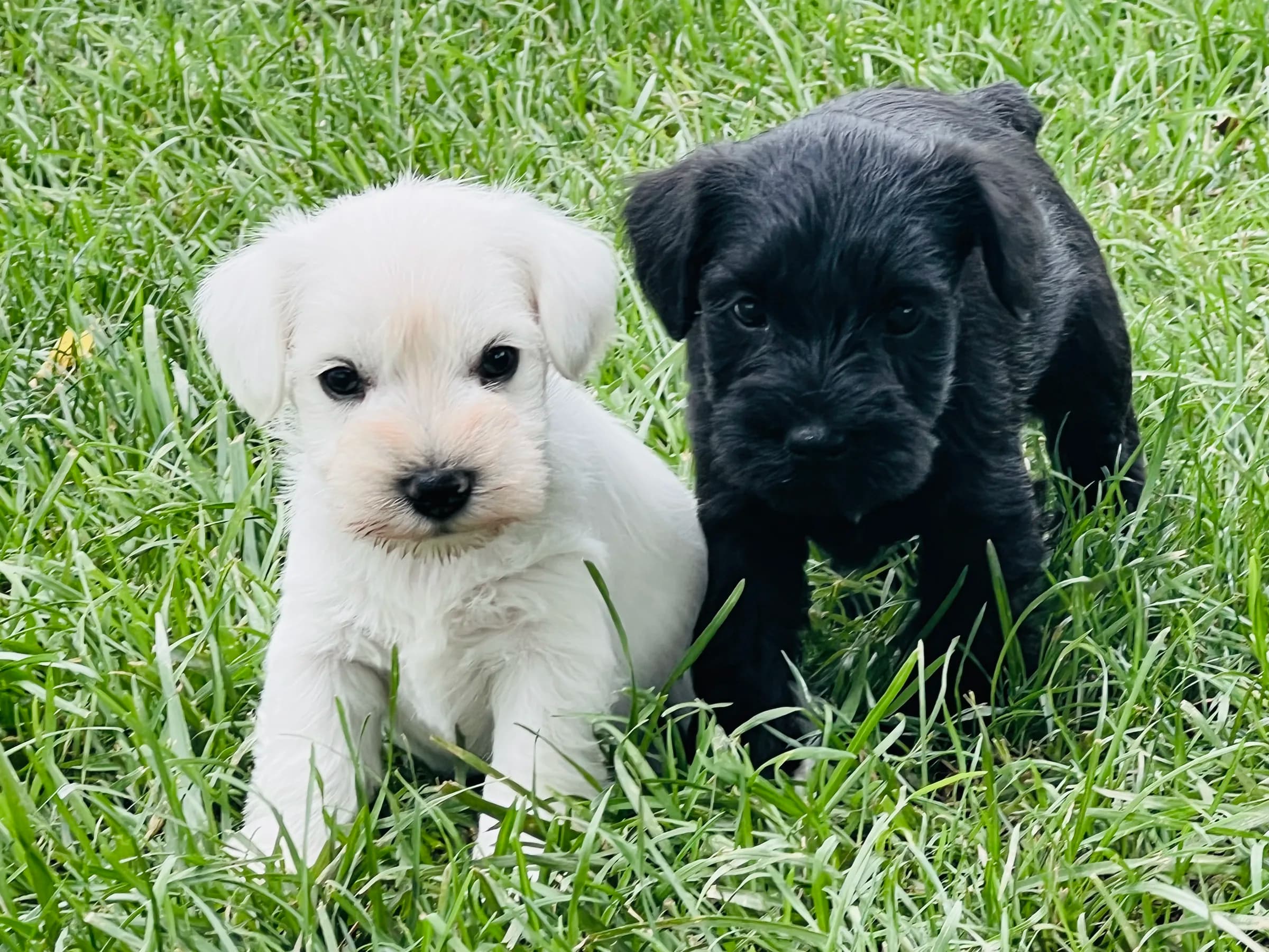 A white and a black miniature schnauzer puppy side by side in the grass