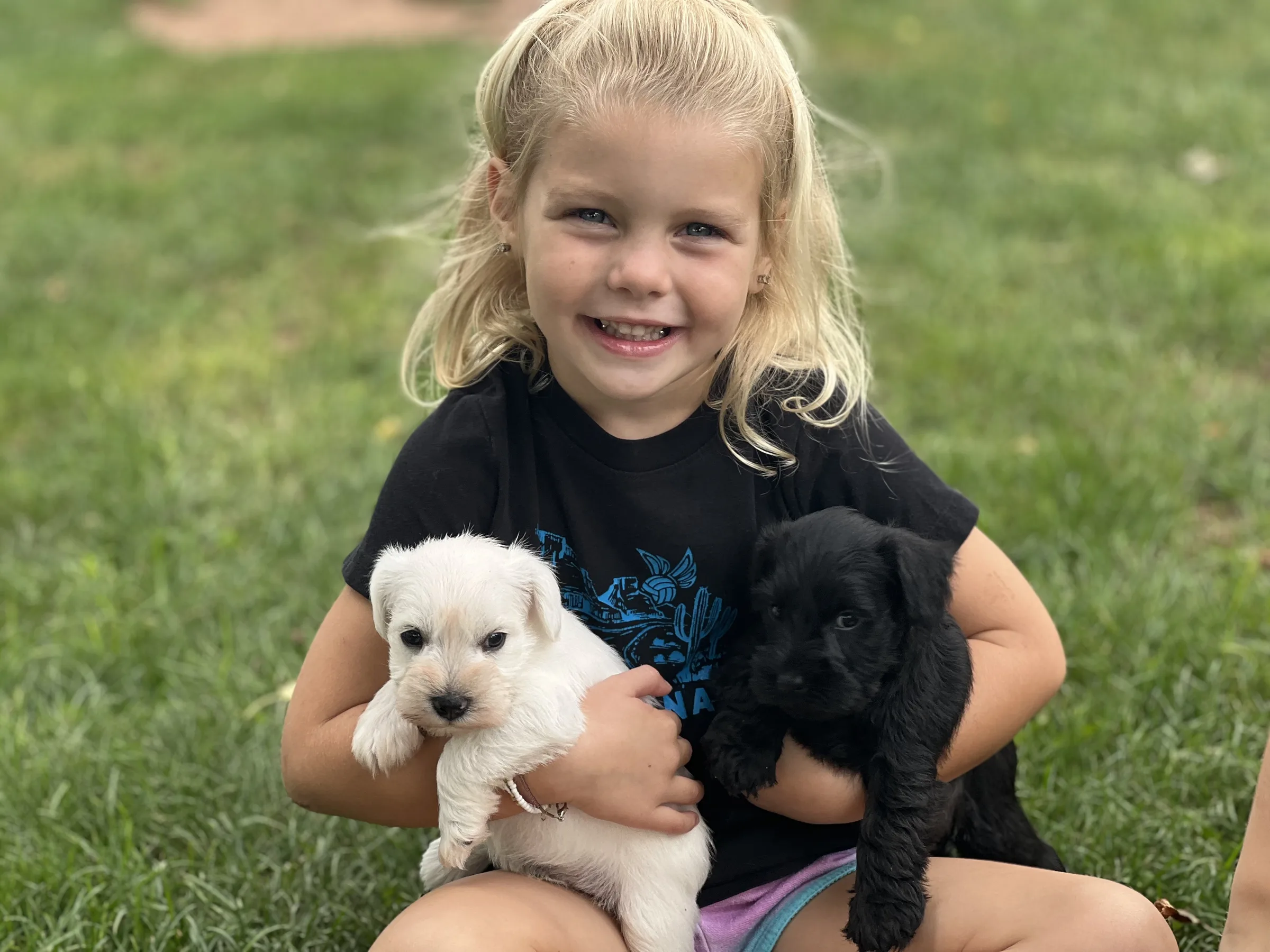 A little girl holding a white and a black miniature schnauzer puppy