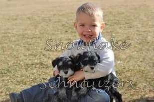 Snowflake Schnauzers miniature schnauzer