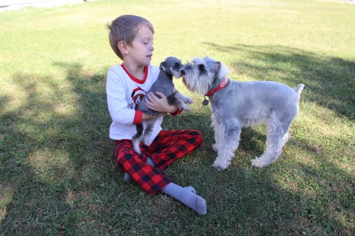Snowflake Schnauzers miniature schnauzer