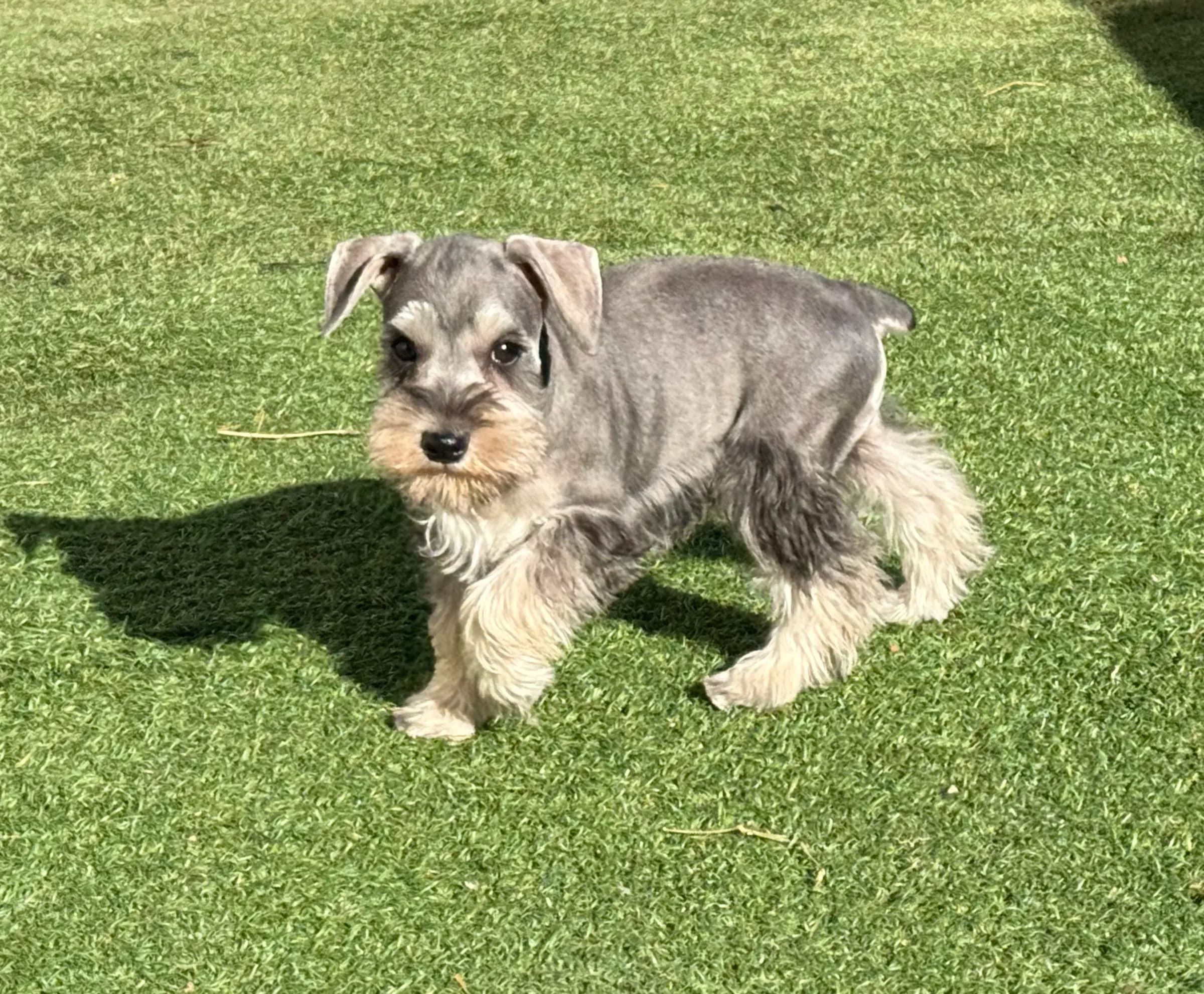 Snowflake Schnauzers miniature schnauzer