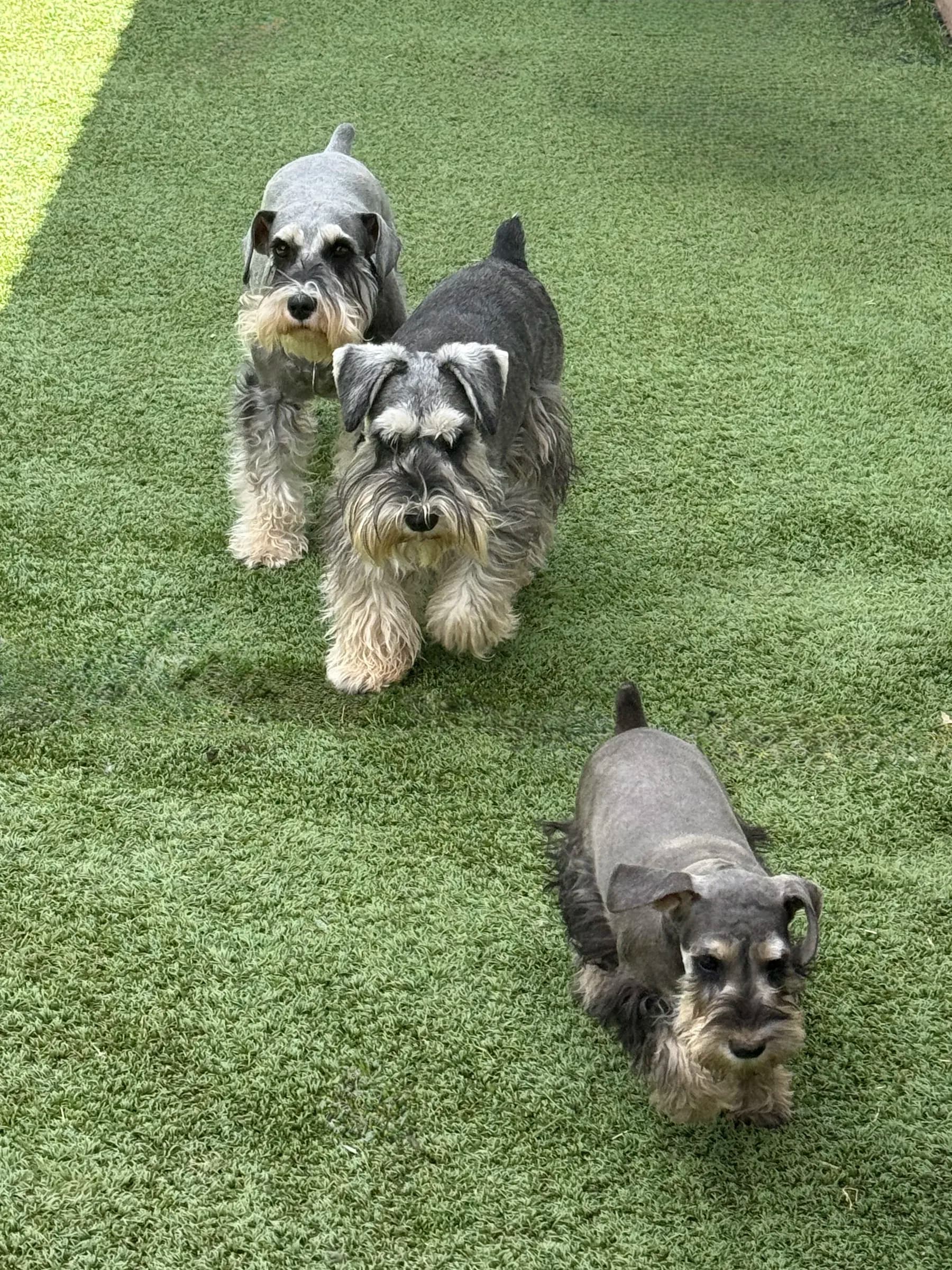 Three miniature schnauzers walking up the lawn together