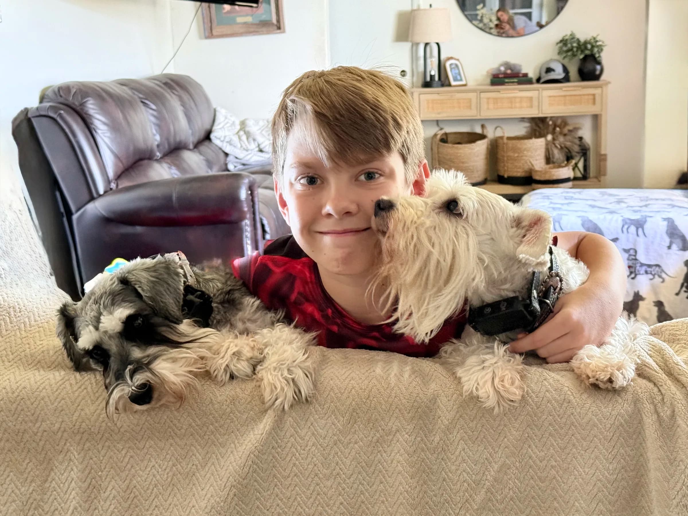 Snowflake Schnauzers miniature schnauzer