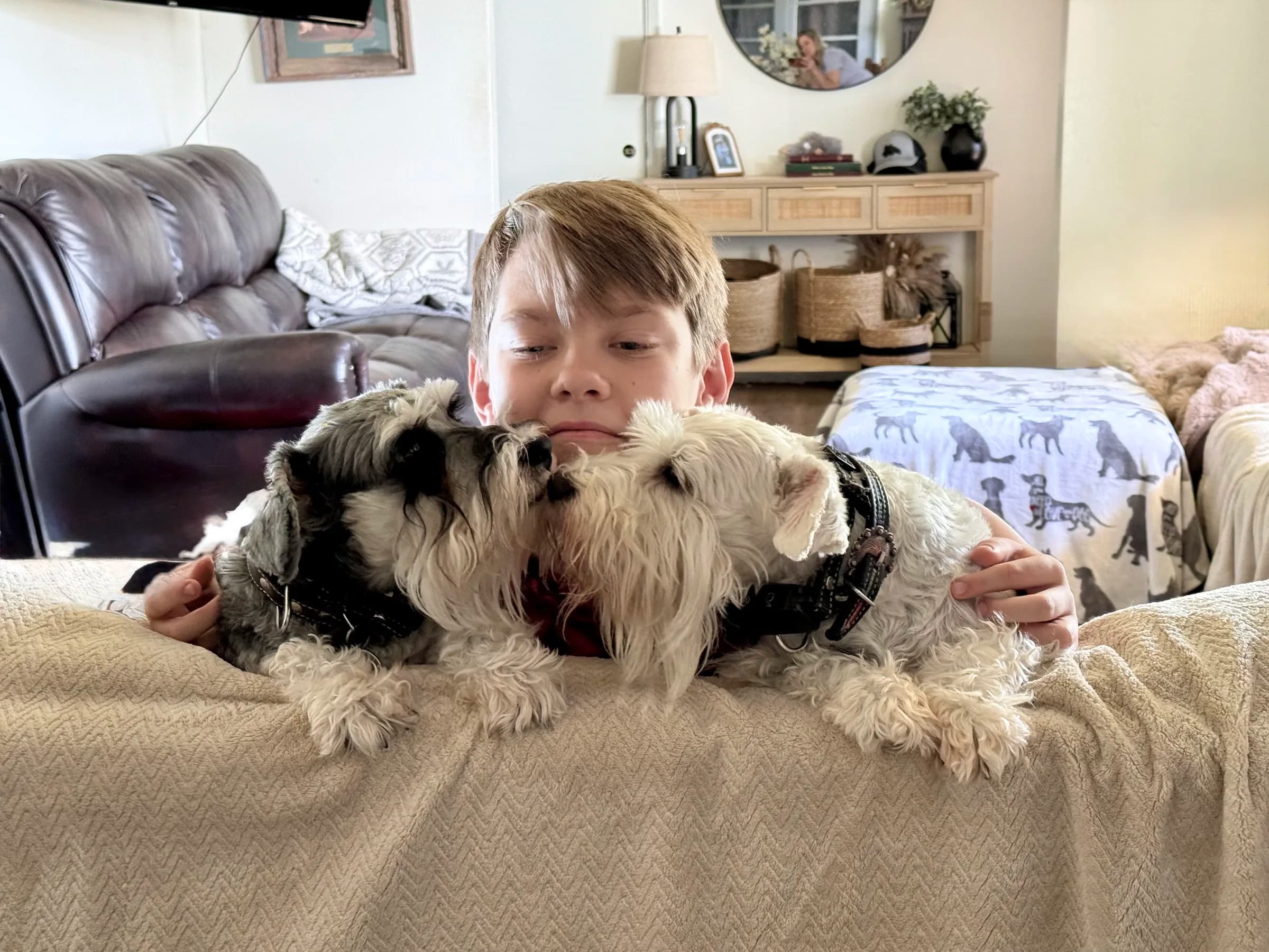 Snowflake Schnauzers miniature schnauzer