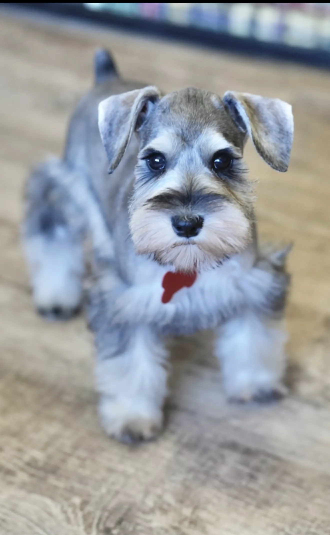 Snowflake Schnauzers miniature schnauzer