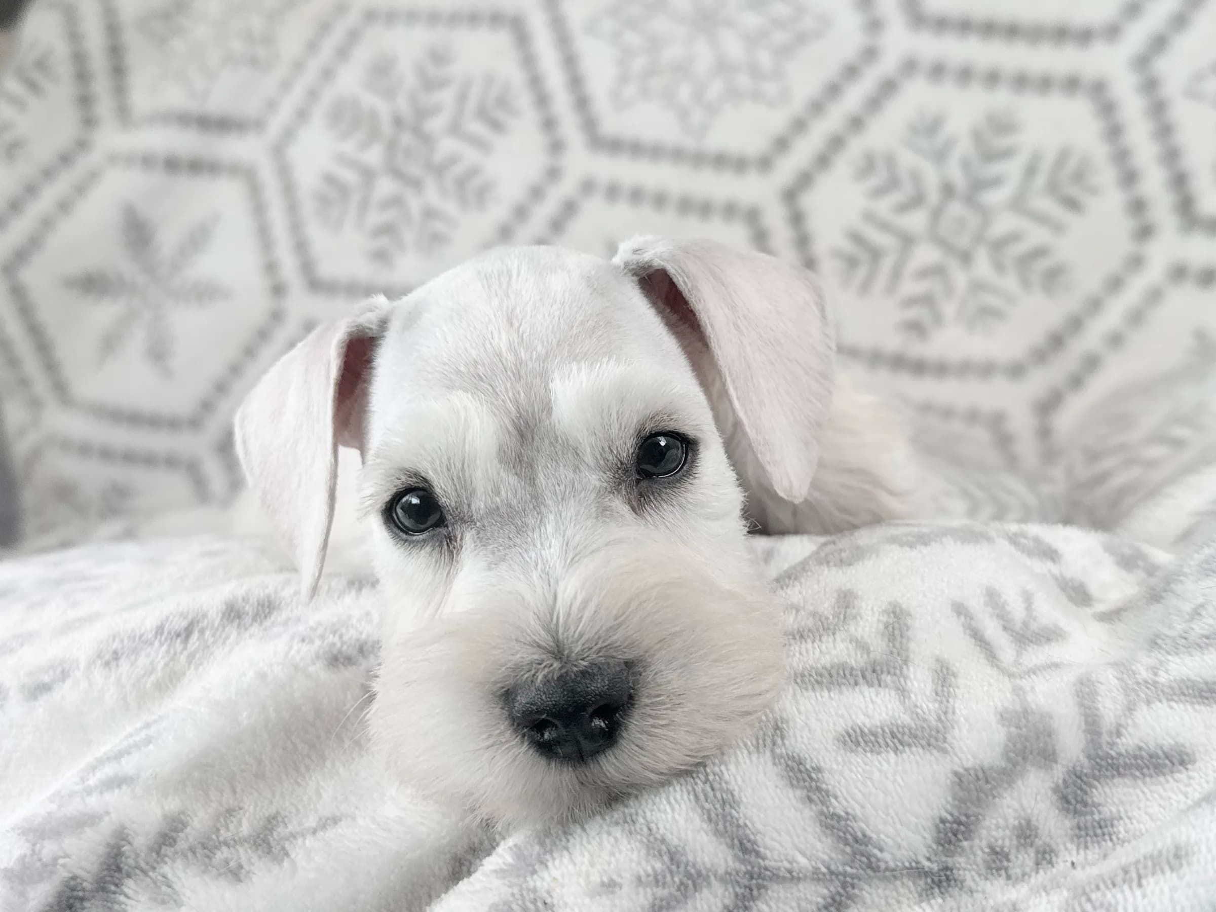 Snowflake Schnauzers miniature schnauzer