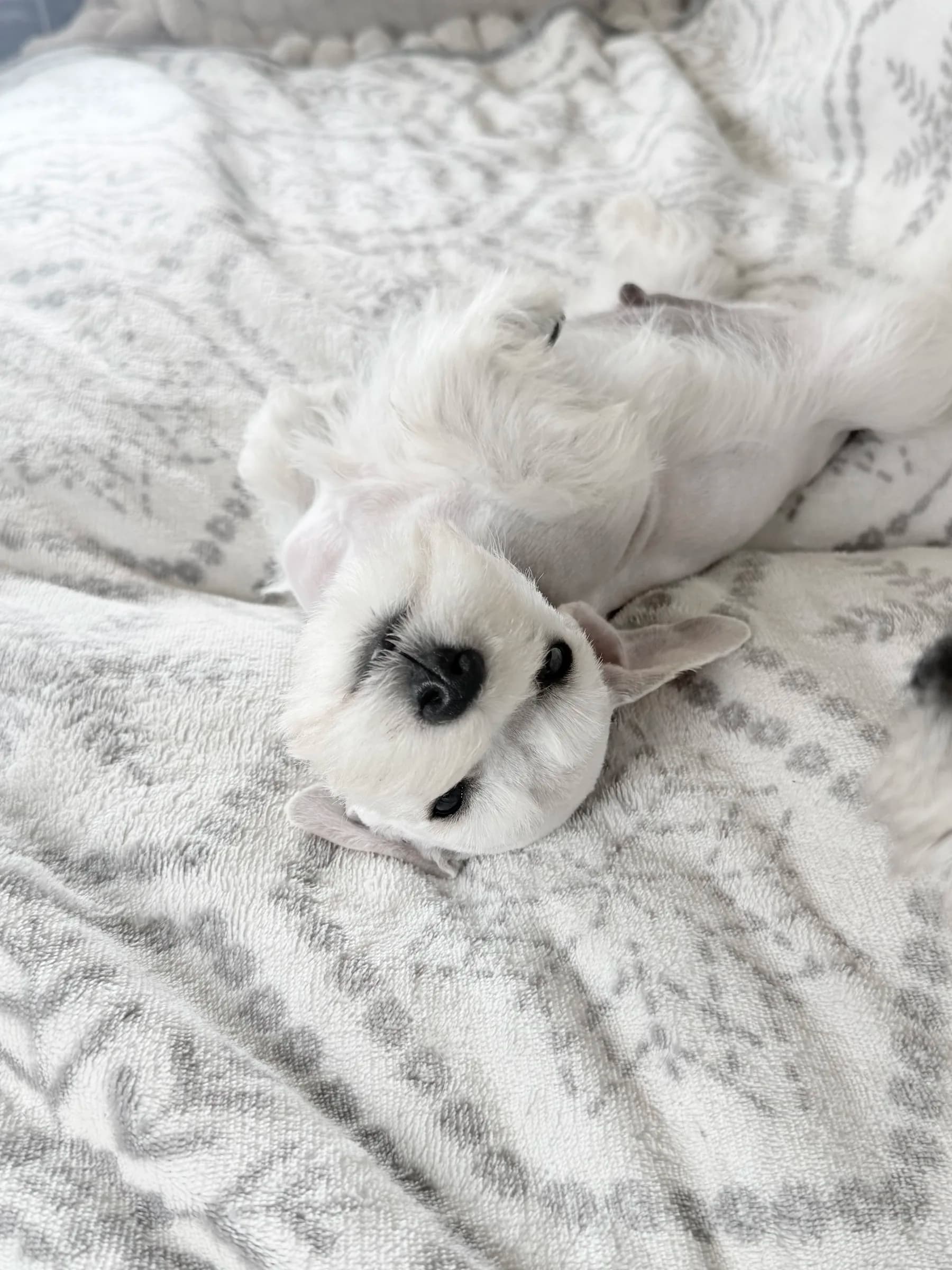Snowflake Schnauzers miniature schnauzer