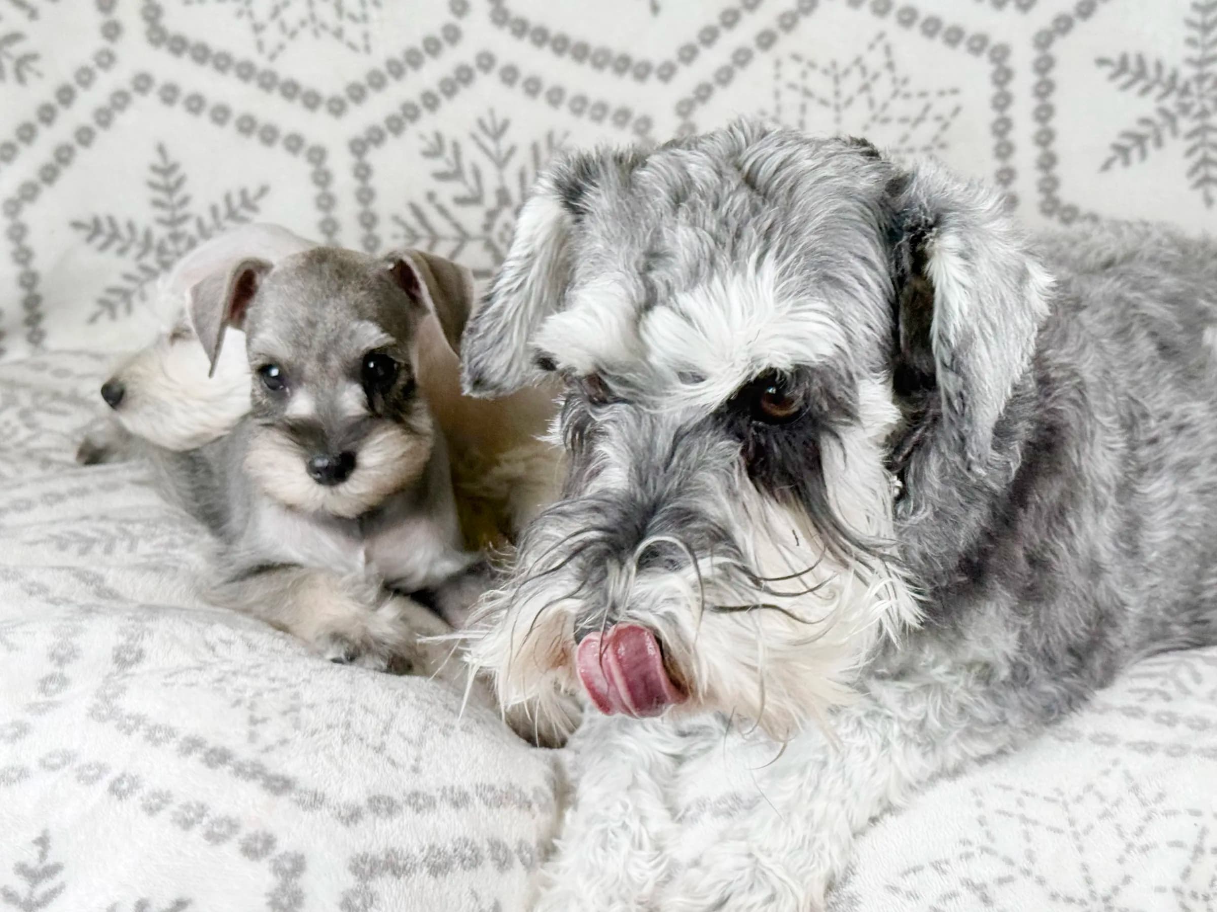 Two miniature schnauzers snuggled together on a snowflake blanket