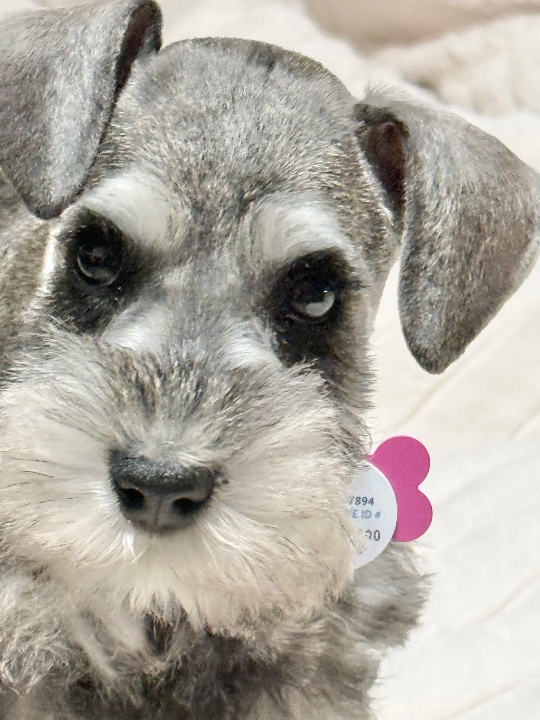 Snowflake Schnauzers miniature schnauzer