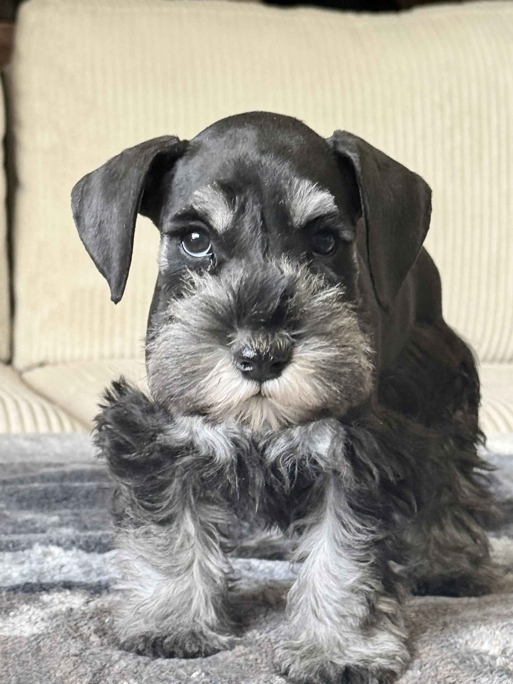 A miniature schnauzer puppy looking up from a bed