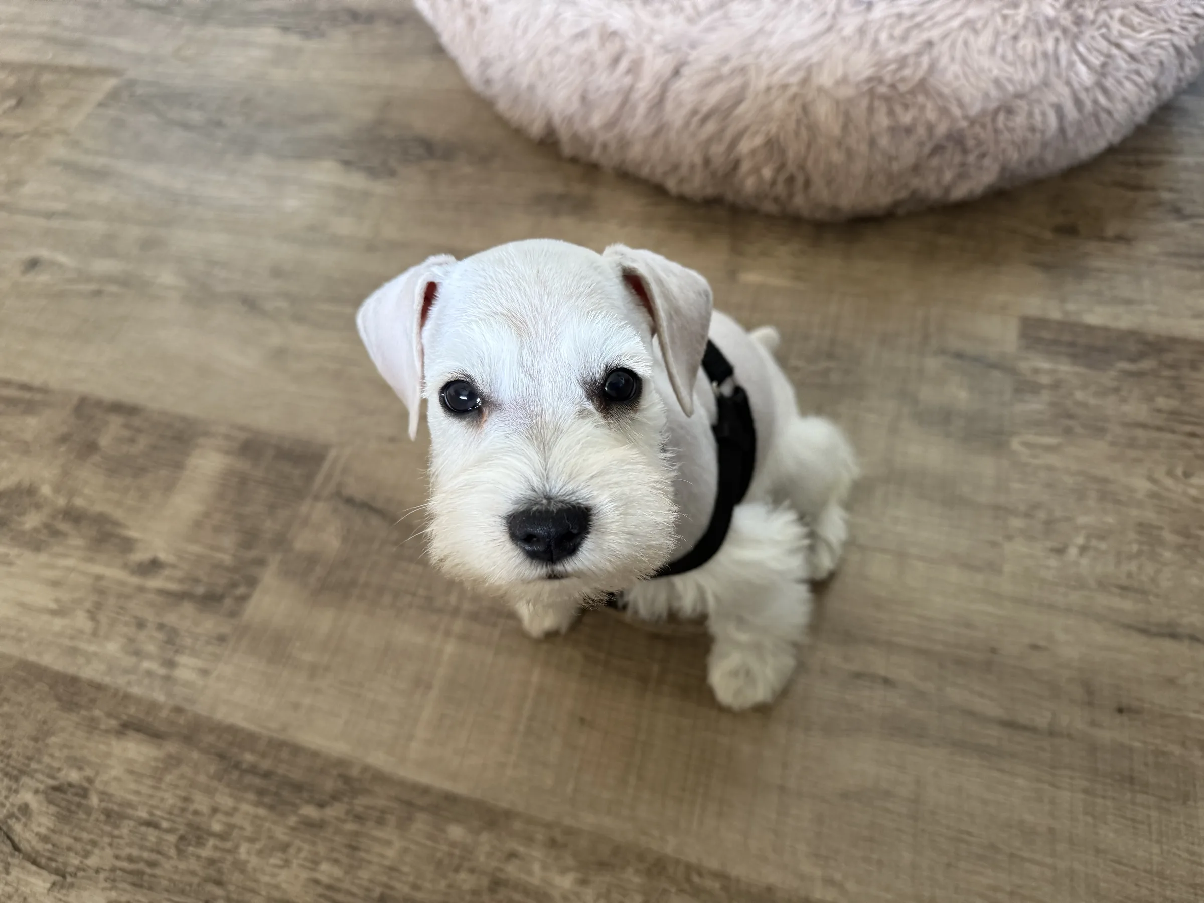 Snowflake Schnauzers miniature schnauzer