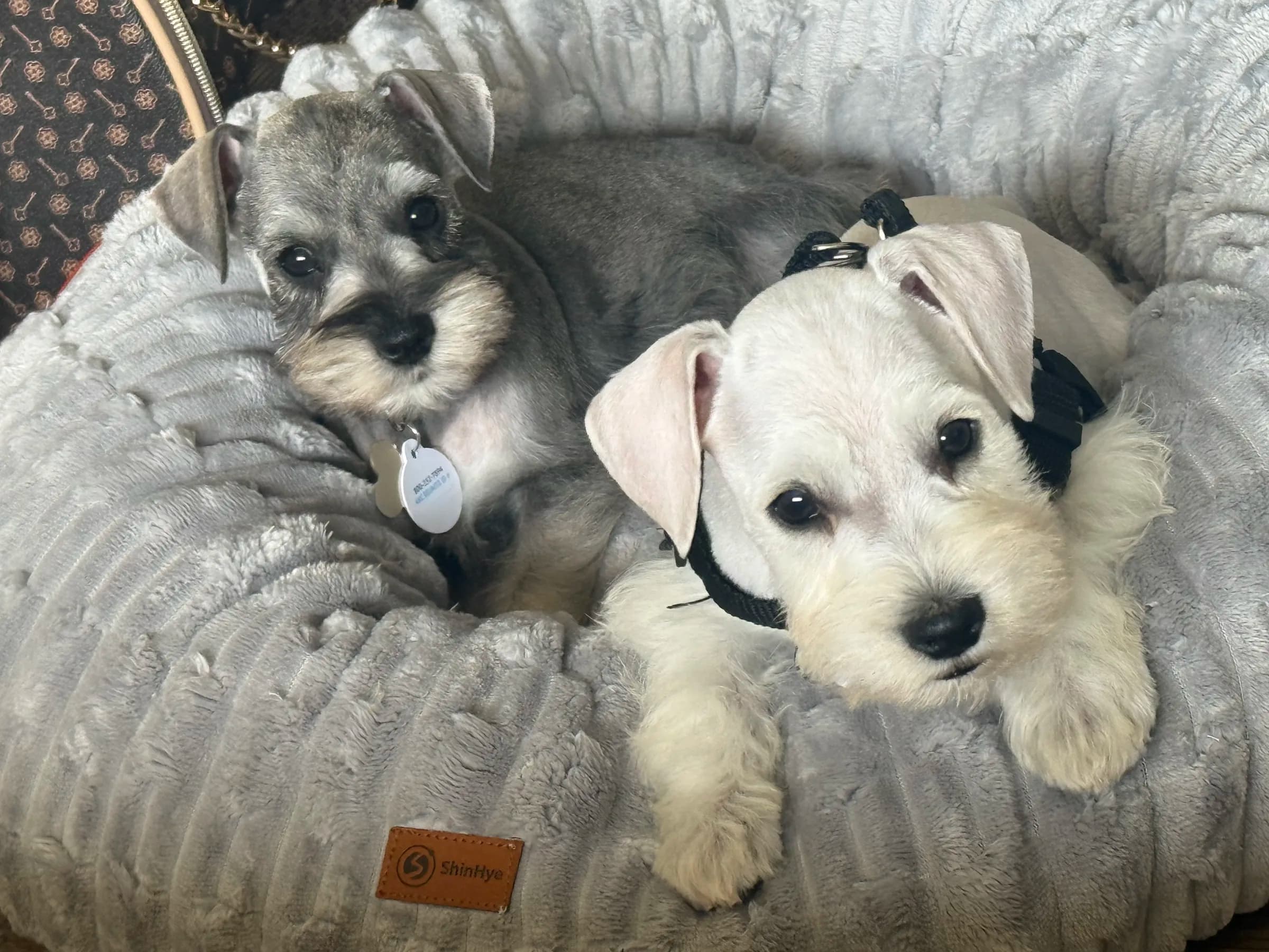 Two white miniature schnauzer puppies curled up together on a blanket
