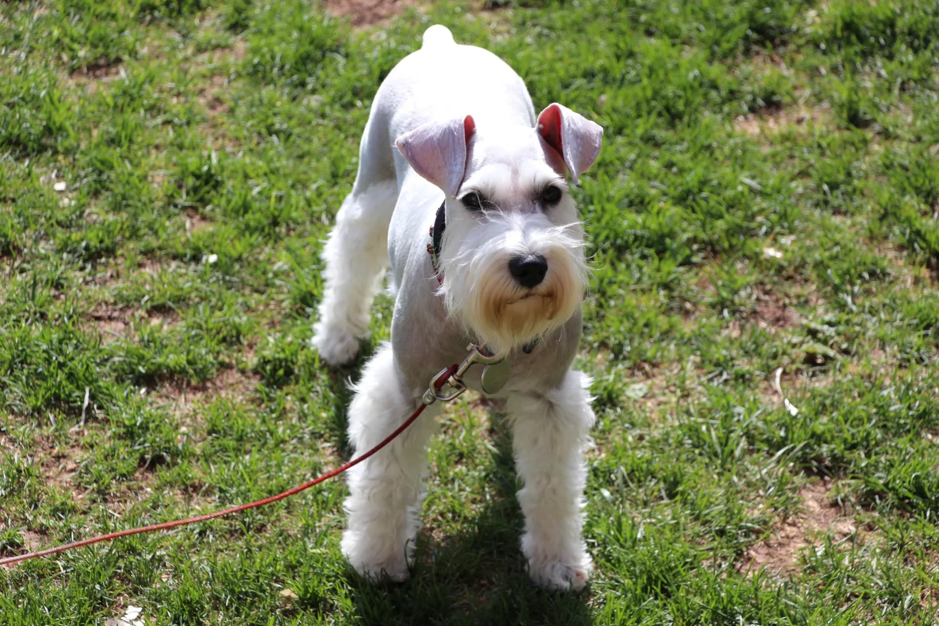 Snowflake Schnauzers miniature schnauzer