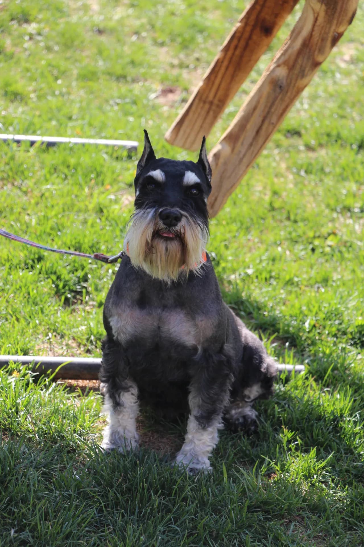 Snowflake Schnauzers miniature schnauzer