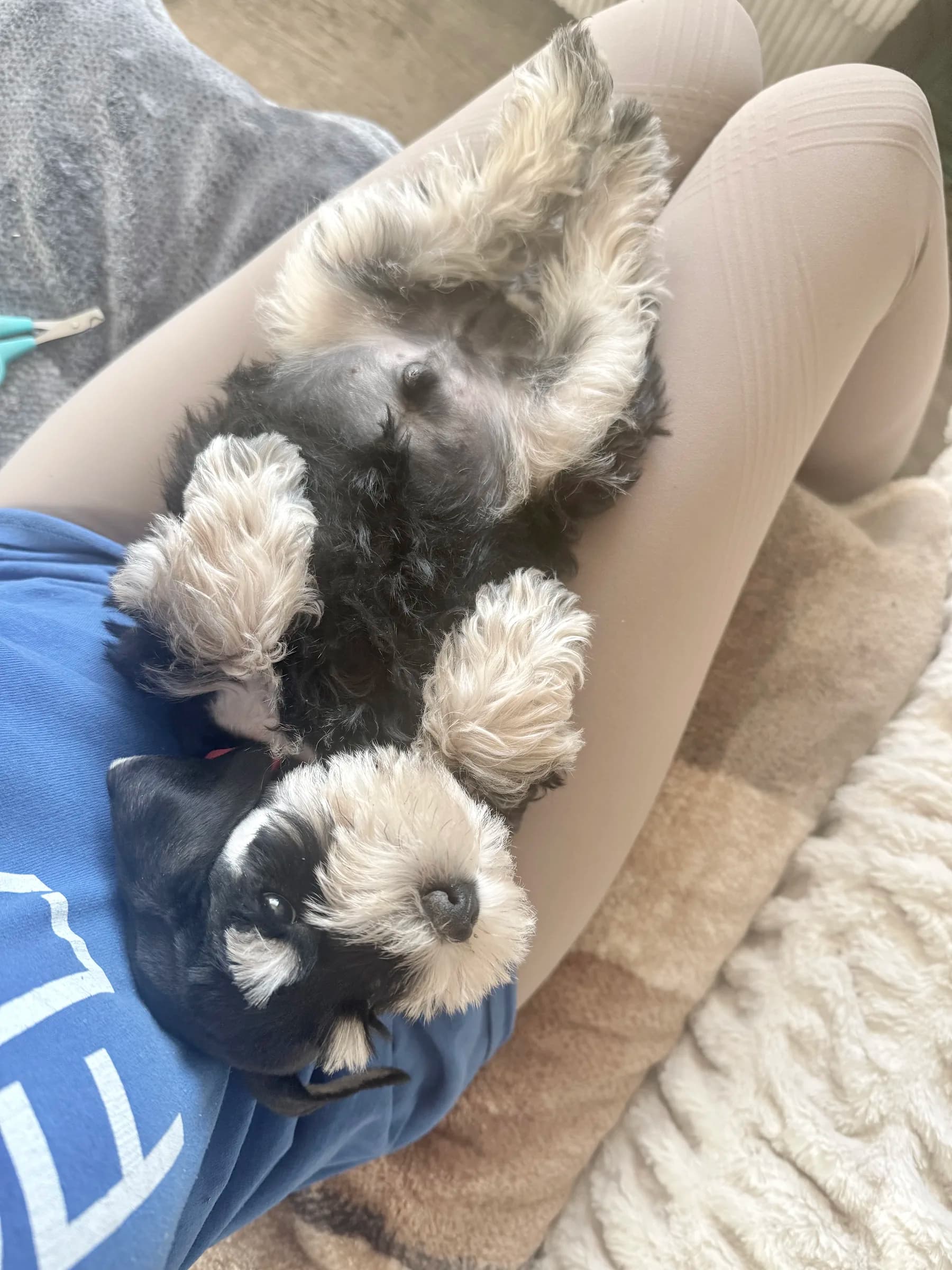 Snowflake Schnauzers miniature schnauzer