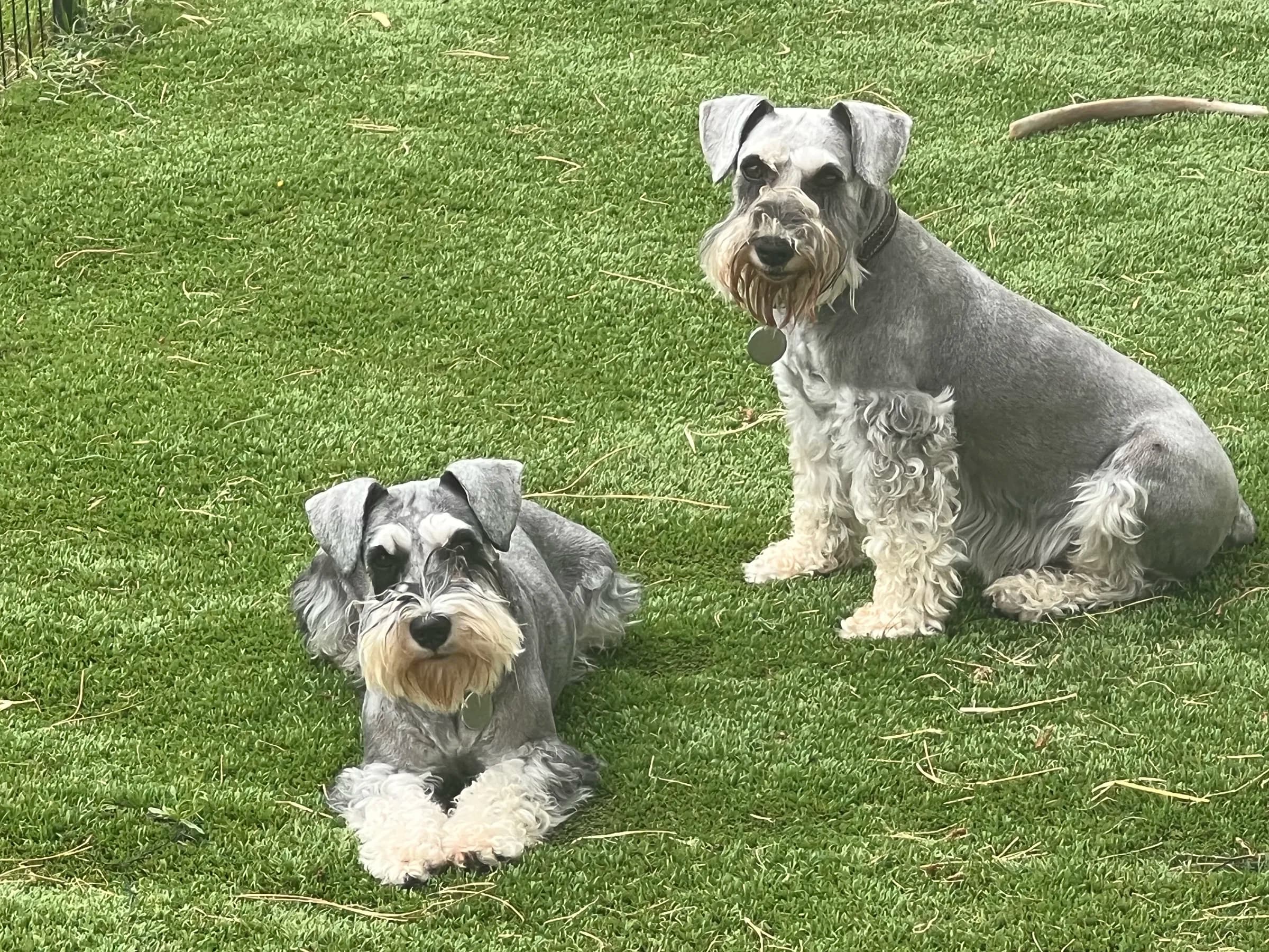 Snowflake Schnauzers miniature schnauzer