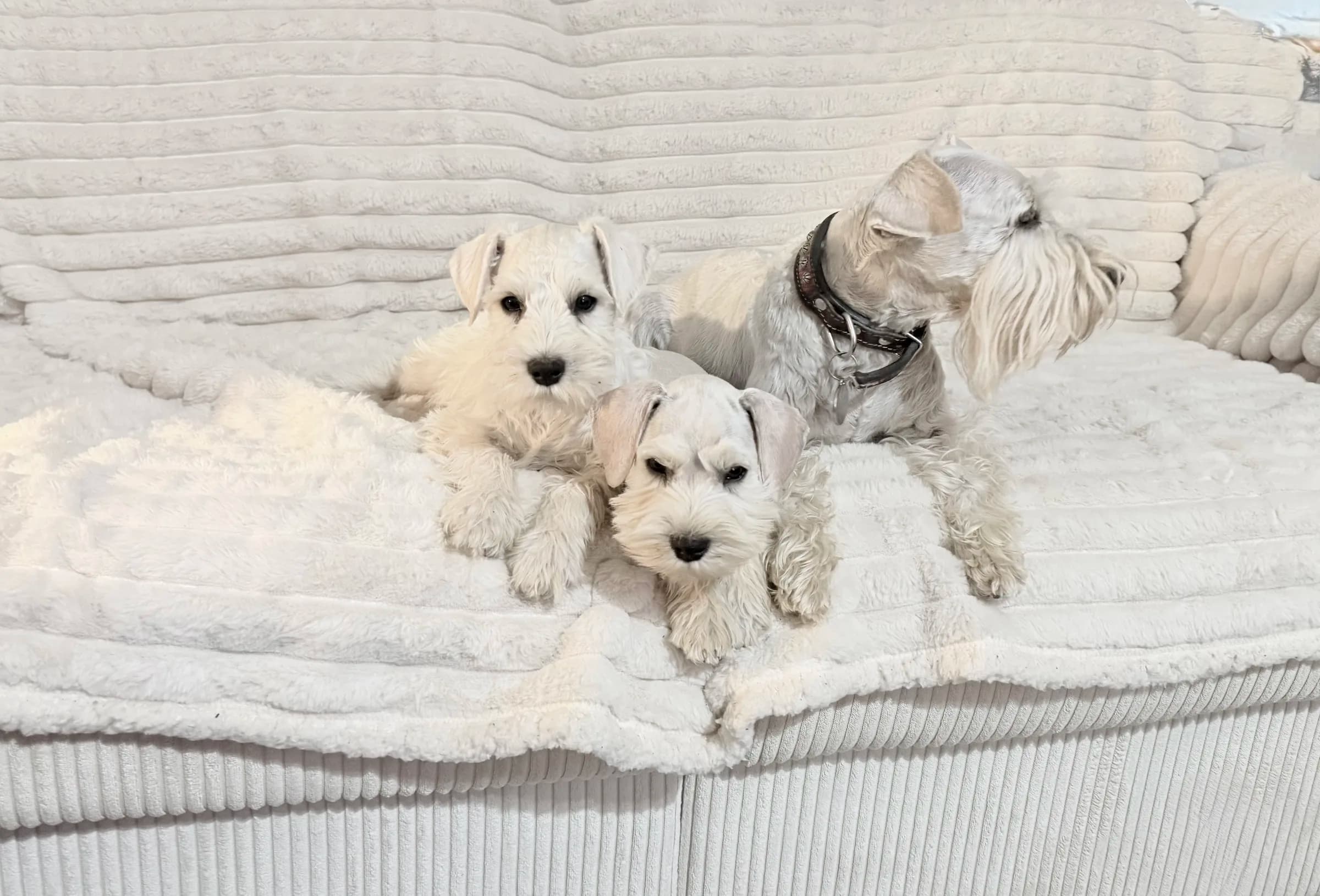 Snowflake Schnauzers miniature schnauzer