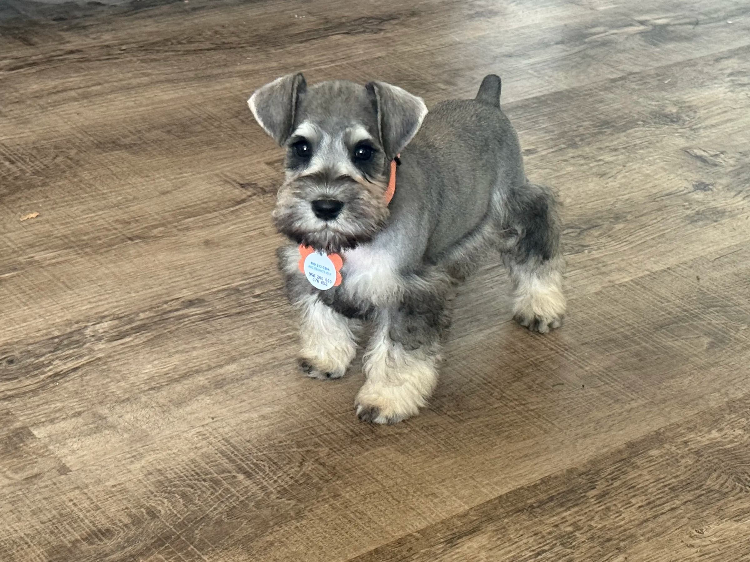Snowflake Schnauzers miniature schnauzer