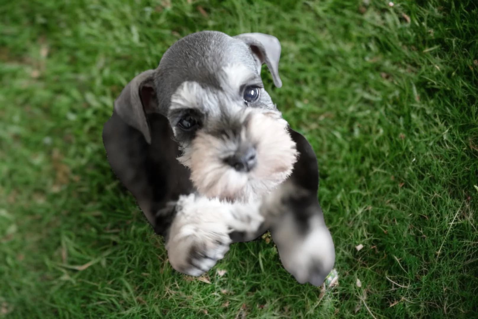 Snowflake Schnauzers miniature schnauzer
