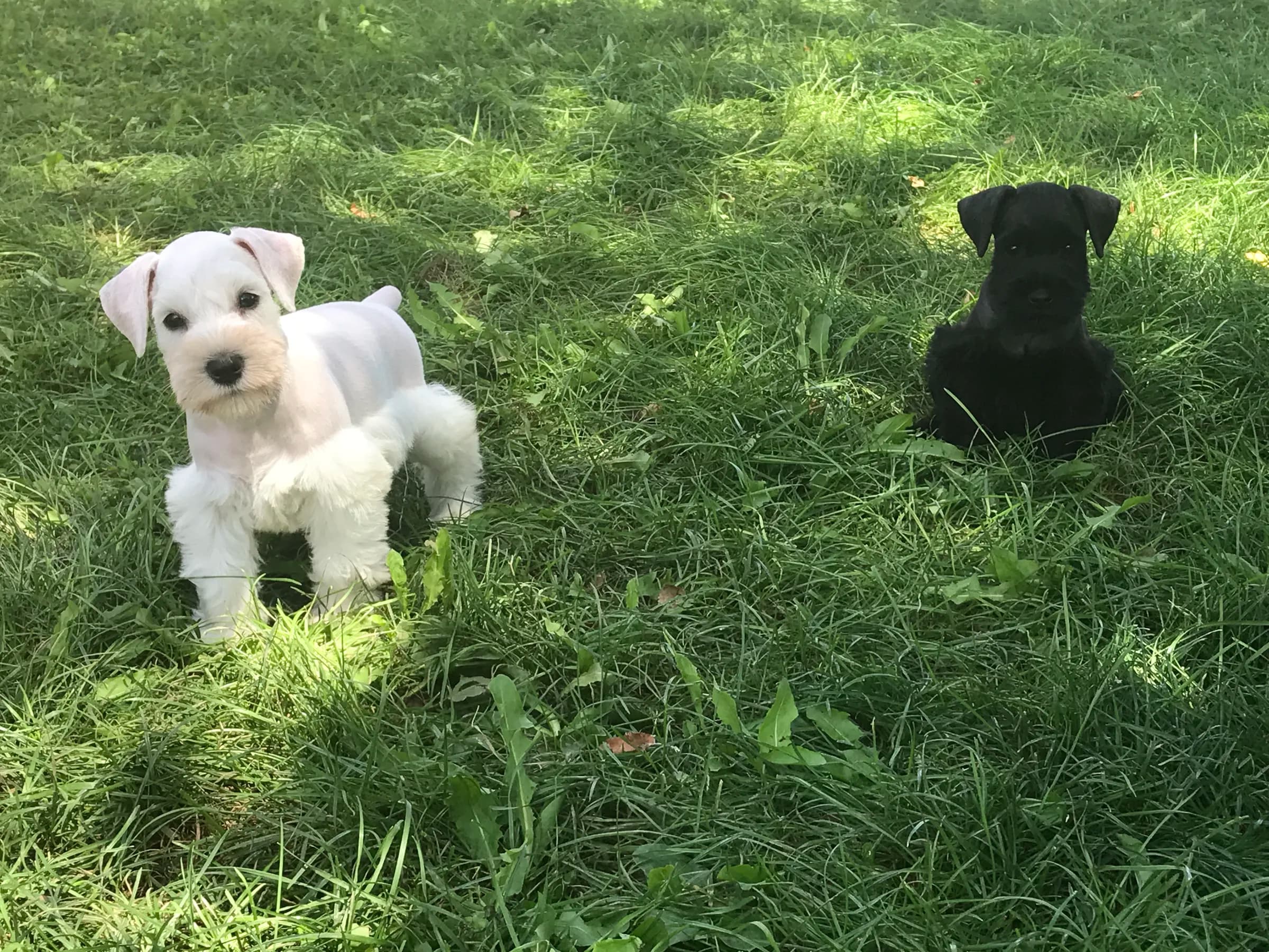 Snowflake Schnauzers miniature schnauzer