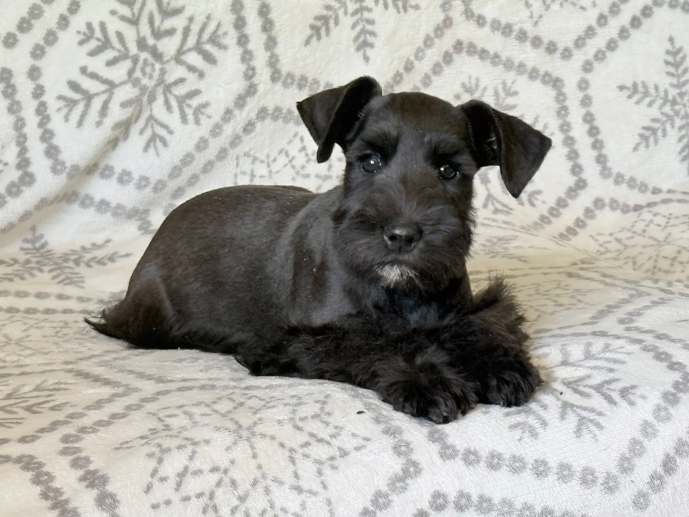 Snowflake Schnauzers miniature schnauzer
