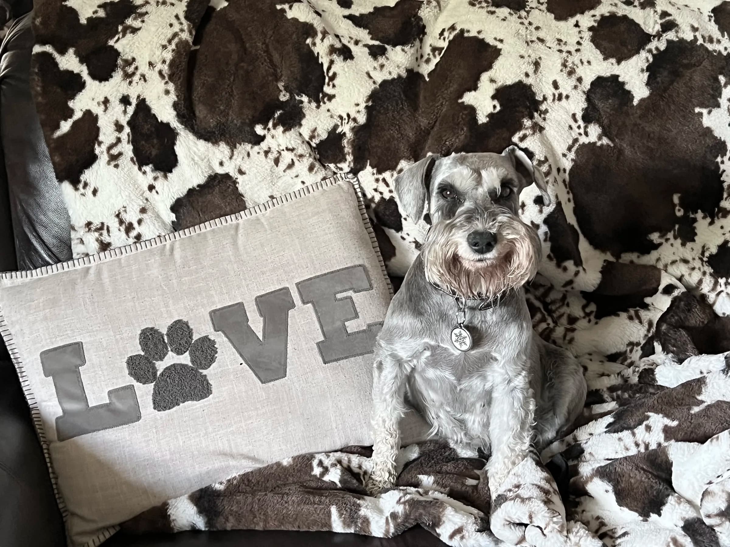 Snowflake Schnauzers miniature schnauzer